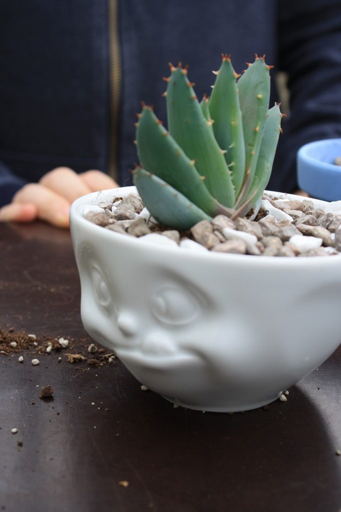 Plantlover DIY | Sukkulenten zum Muttertag - das etwas andere Geschenk | Kati make it