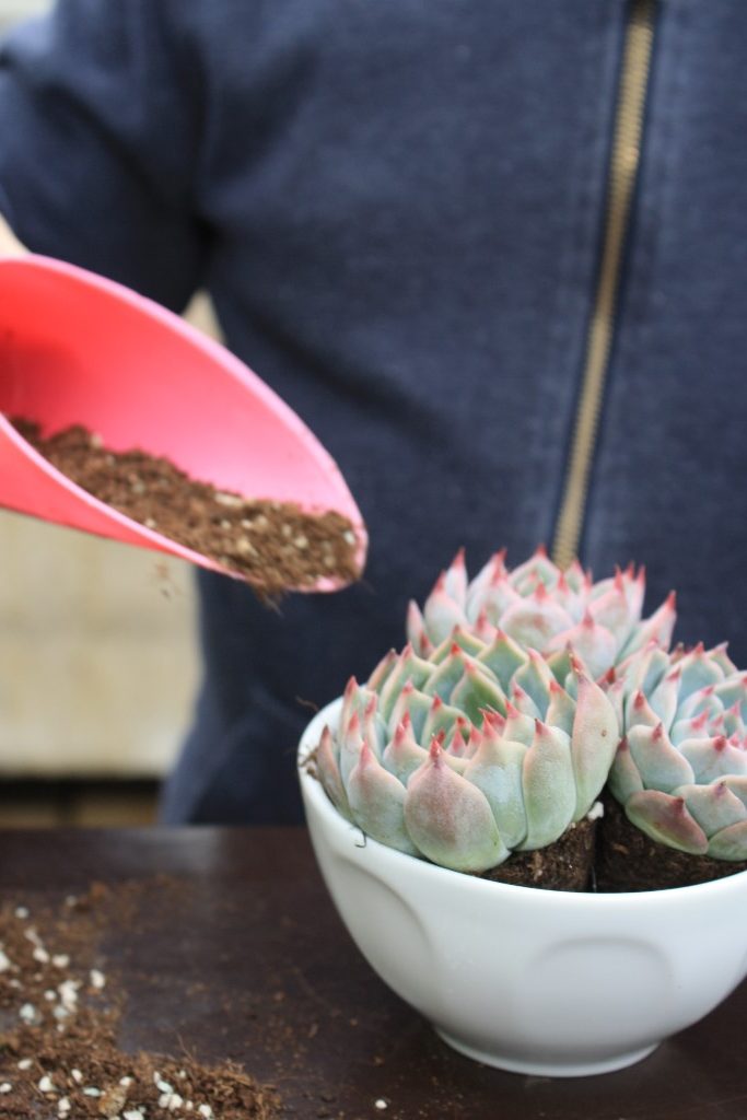 Plantlover DIY | Sukkulenten zum Muttertag - das etwas andere Geschenk | Kati make it