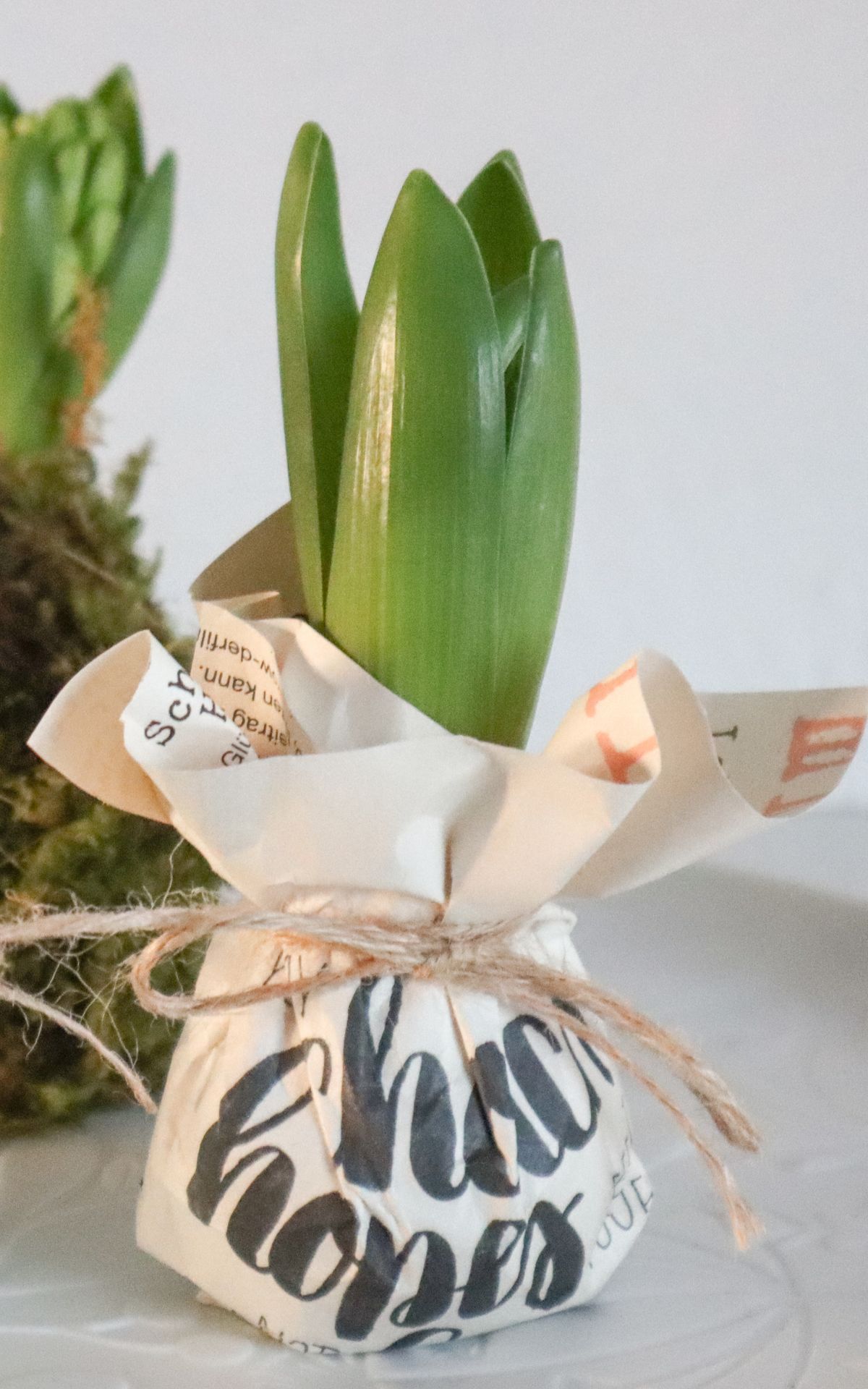 Nie wieder Blumen gießen mit Hyazinthen in Wachs, Moos und Papier! So machst du Wachs Hyazinthen einfach selber - auch mit anderen Blumenzwiebeln wie z.B. Amaryllis. Eine pflegeleichte DIY Frühlingsdeko & Geschenkidee. | Hyazinthen in Wachs, Moos und Papier - Meine DIY Frühlingsdeko bekannt aus SWR Kaffee oder Tee